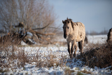 Wild konik horse © Danique