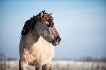 Wild konik horse © Danique