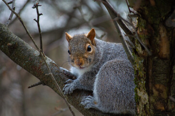Naklejka na ściany i meble Squirrel in a tree