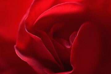 Red rose macro as a background