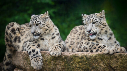 Naklejka na ściany i meble The snow leopard inhabits the high mountains of Central Asia
