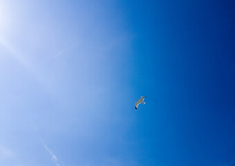 Isolated seagull flying close to the light of the sun in a deep blue sky. Blank copy space