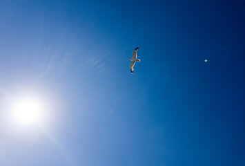 Isolated seagull flying close to the light of the sun in a deep blue sky. Blank copy space