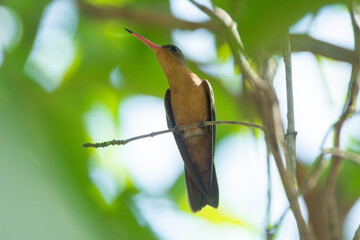 colibri canelo © alfredo914