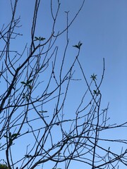 branches against blue sky