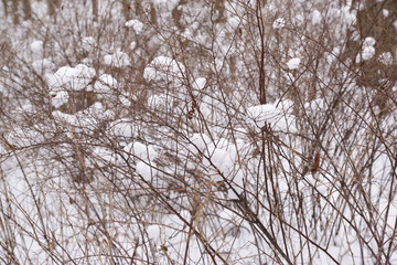 Bushes covered with a layer of snow. Lumps of snow hang on the branches.