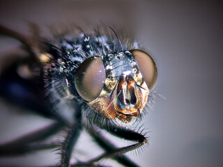 macro of a fly