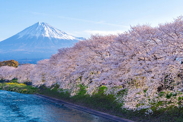 Mountain Fuji and sakura cherry blossom in Japan spring season © byjeng