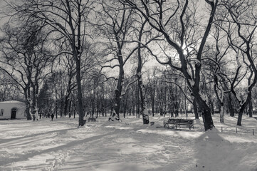 walk through the winter park of the city of Chernihiv2