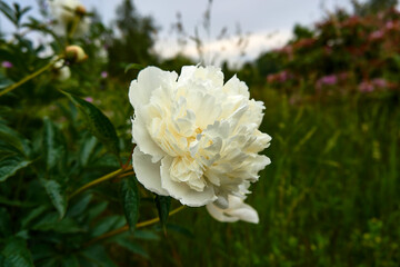 Portrait einer Rhododendron Blüte