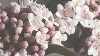 Close-up of the small white flowers of the fire tree with filter