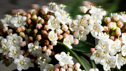 Close-up of the small white flowers of the fire tree