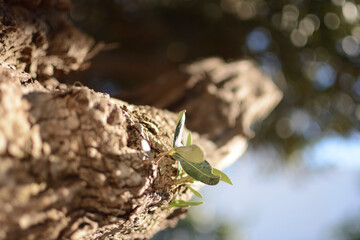 rama de olivo brotando