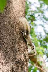 Fototapeta premium Finlayson's squirrel (Callosciurus Finlaysonii) on a tree trunk, Romaneenart park, Bangkok, Thailand