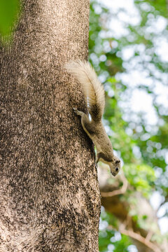 Finlayson's squirrel (Callosciurus Finlaysonii) on a tree trunk, Romaneenart park, Bangkok, Thailand