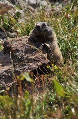 Murmeltier am Furkapass