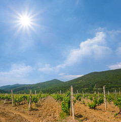 Fototapeta na wymiar wineyard in mountain valley at the sunny day