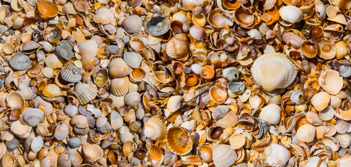 closeup sea beach covered by matine shells, natural marine background