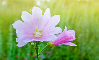 Fototapeta premium closeup wild prairie flowers in a grass, summer outdoor background