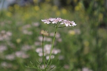 Coriander Flower 