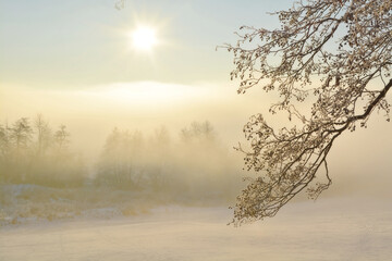 Winter foggy misty snowy landscape