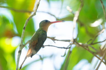 colibri
