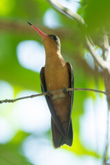 colibri