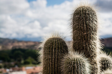 cactus in the desert