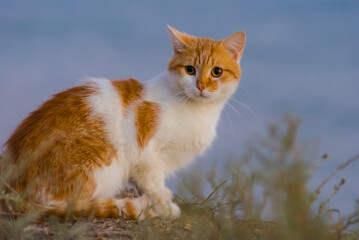attentive beautiful red cat sit and look
