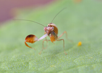 Ephestiasula Sp boxer mantis