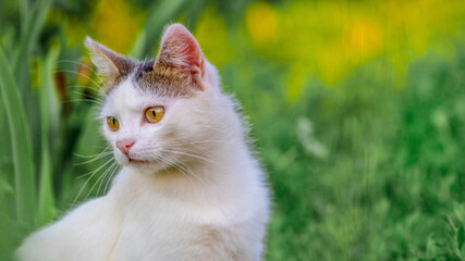 Naklejka na ściany i meble White spotted cat in the garden on a background of green grass, copy space