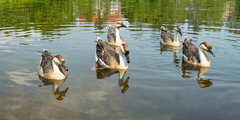 Afrikanische Höckergans