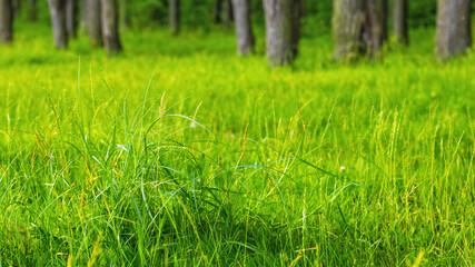 Dense green grass in the forest on the lawn