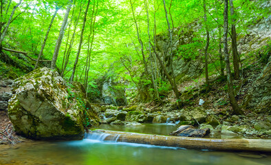 small mountain river rushing through forest in canyon