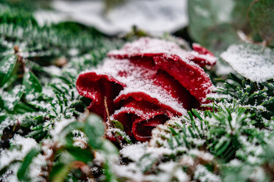 Winterrose
