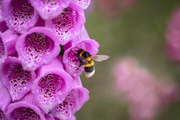 Fototapeta na wymiar bee on pink flower