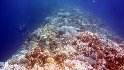 coral reef and diver