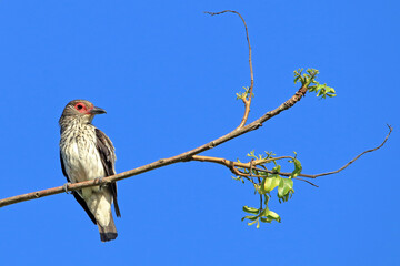 female of black-tailed Tityra (Tityra cayana) perched on the dome of a coconut tree under the blue sky