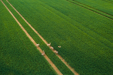 Deer on a green field aerial view 