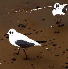Fototapeta premium Two seagulls do not let anyone into their territory