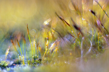 Amazing macro of moss with droplets 
