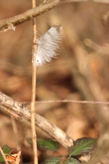 Feder im Wind
