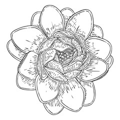 Lotus flower. Floral botanical water lily flower. Isolated blooming pond wildflower. Lotus flower for spiritual body and mind designs, spa, meditation, religion, yoga. Vector.