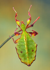 Phyllium mabantai extreme insect macro 