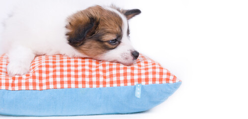 Papillon dog puppy on a white background
