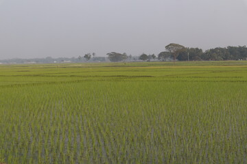 Fototapeta premium Dhankheth