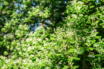 The beginning of flowering Midland hawthorn (Crataegus laevigata) in spring garden, selective focus. Blurred soft floral spring background with white flowers and green leaves. 