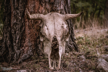 calavera vacuno