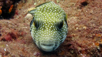 Baby puffer fish