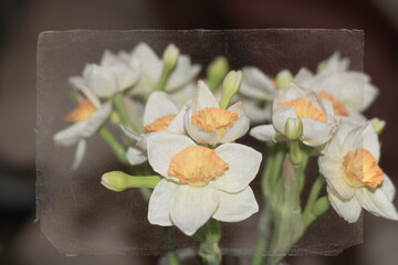 Vintage blurred floral background with old paper texture in soft beige colors with white daffodils.